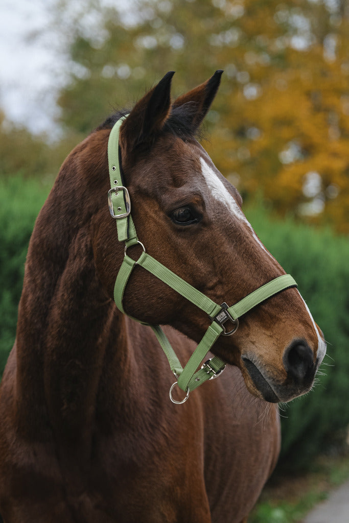 Licol nylon EQUITHEME Spring vert clair