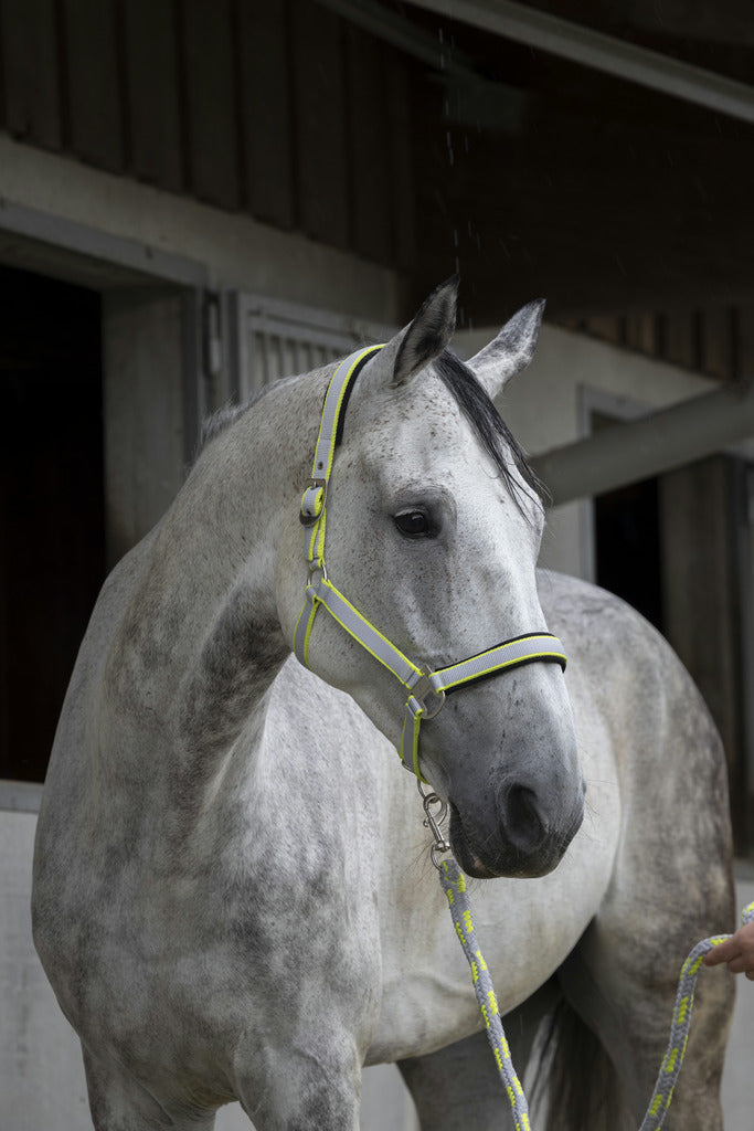 Licol + longe EQUITHEME Satiné gris / jaune