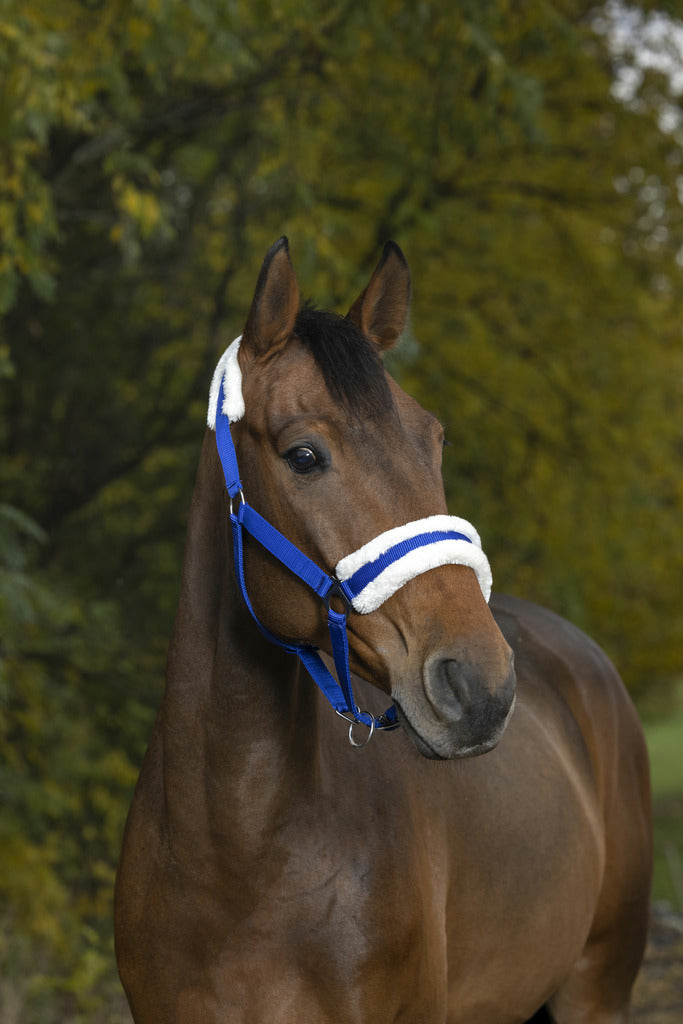 Licol mouton synthétique doux NORTON bleu roi