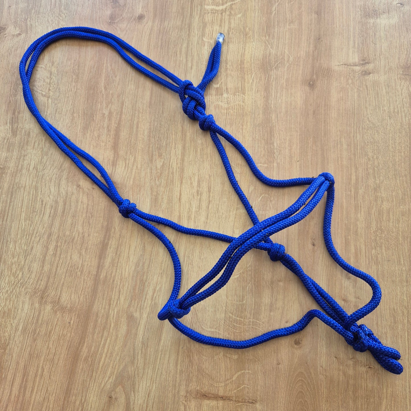 Licol éthologique bleu roi cheval