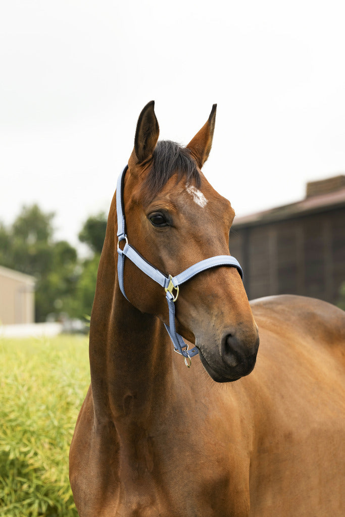 Licol EQUITHEME Air bleu denim