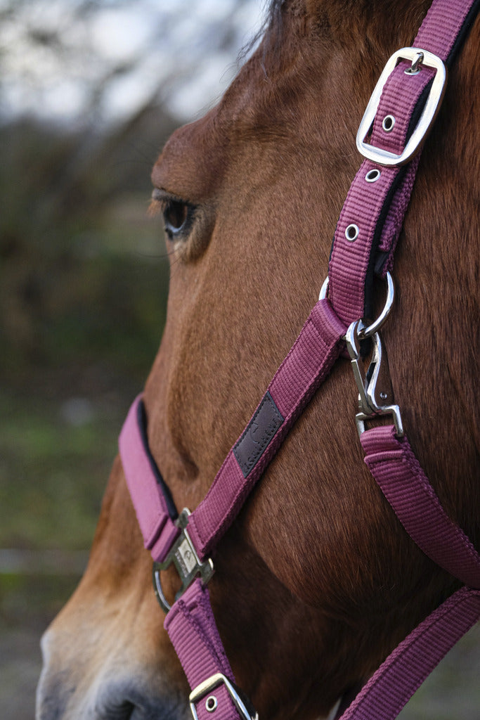 Equipride Licol nylon imitation, licol doublé à motifs, avec longe assortie, rose, (poney Equipride Licol nylon imitation, licol doublé à motifs, avec longe assortie, rose, (poney